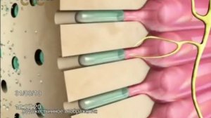 Рекламные блоки и анонсы (СТС, 31.03.2013)