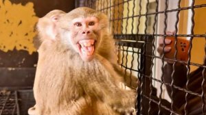 Я ТАК РАССТРОИЛАСЬ! Люська просто в ярости БРОСАЕТСЯ НА МЕНЯ И НЕ МОЖЕТ УСПОКОИТЬСЯ!