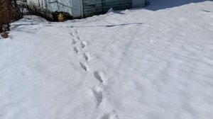 Прогулялся на дачу  , погода огонь 👍, но снега ещё много . 31.03.2026