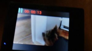 Пиба- хороший пёс 2