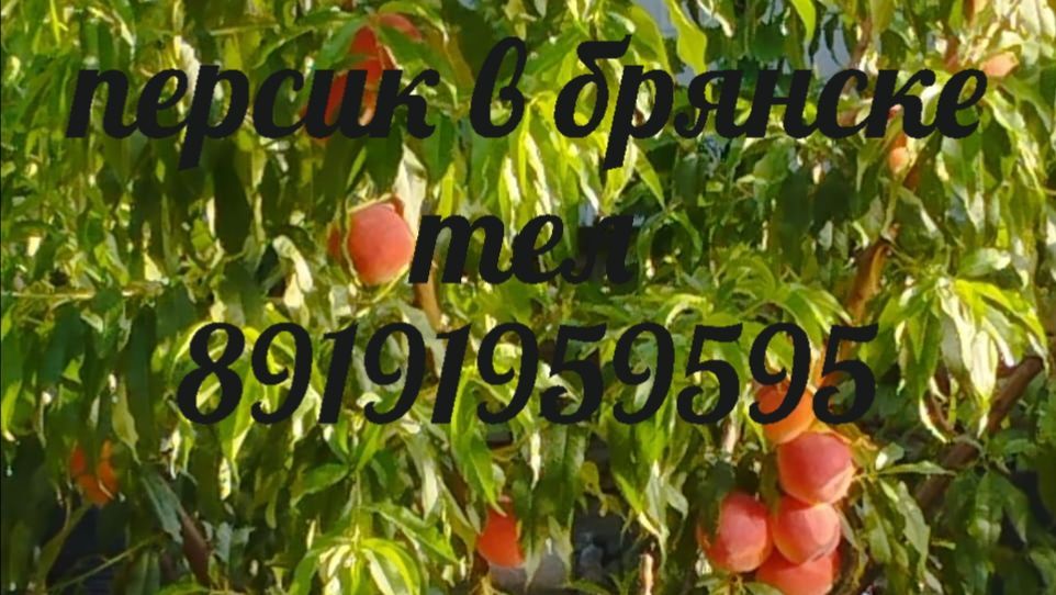 Почка на персике тронулась .