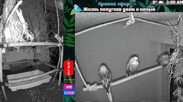 Волнистые попугаи 🦜🦜🦜 | авиарий на балконе📍