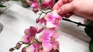 Беби Динамит #орхидеи из Азии и Голландии - в стандартном цветении и в бабочке