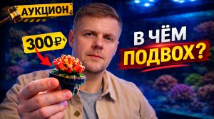 Где брать кораллы для аквариума?