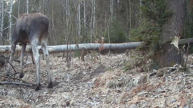 Фото ловушка