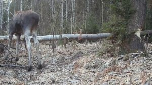 Фото ловушка