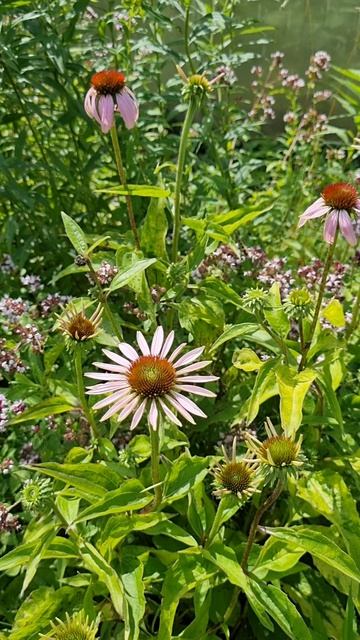 Эхинацея пурпурная в чай