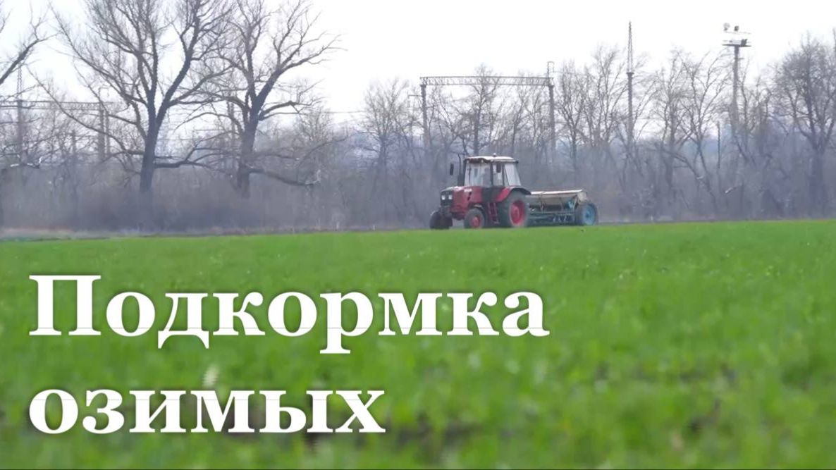 В ЛНР продолжается подкормка озимых