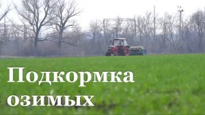 В ЛНР продолжается подкормка озимых