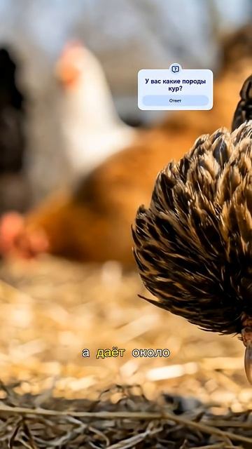 Самая худшая порода кур для хозяйства