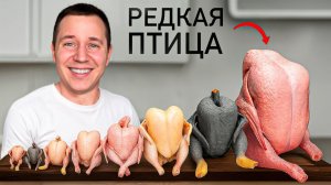 Едим Всех Экзотических Птиц!