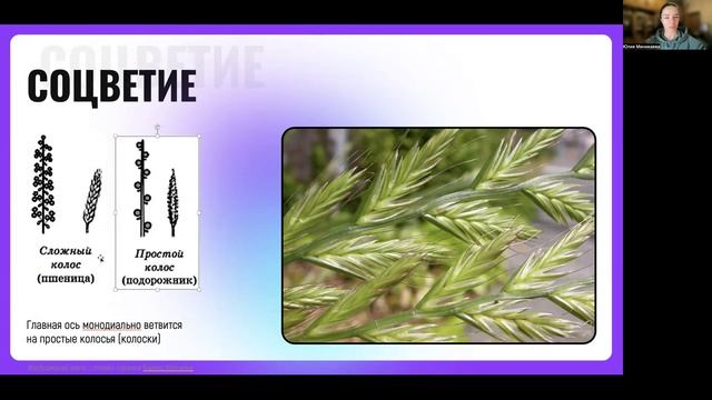 Генеративные органы (цветок, соцветия, плоды)