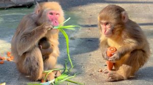 Зелень кормящей Рите по душе, Фене - семечки, а Жак вредничает - турист пошел, можно едой перебирать