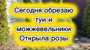 Открыла розы. Подстригла туи и можжевельники.