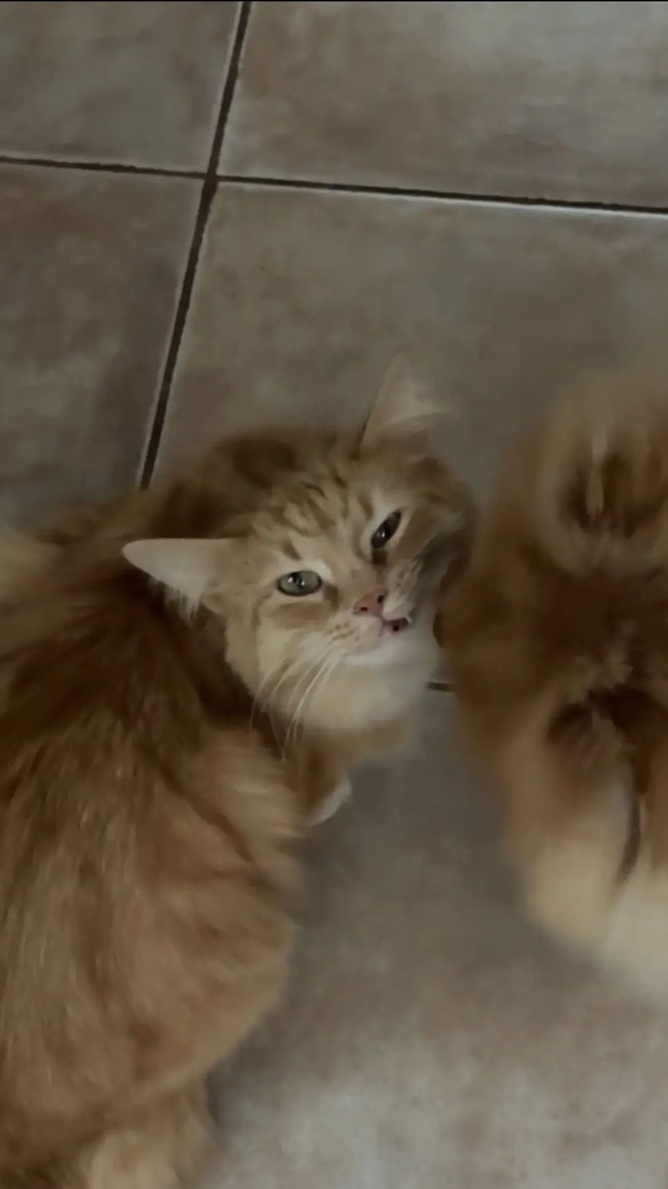 Как подружить в одном доме кошку с собакой? Это возможно!