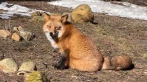 Лиса-Алиса. Лиса греется на солнышке и прогулка с Честером