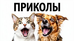 ПРИКОЛЬНЫЕ ВИДЕО | ПРИКОЛЫ С ЖИВОТНЫМИ | СМЕШНО ДО СЛЕЗ