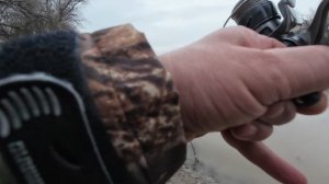 Судак с берега на спиннинг