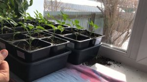 Маркиз перекопал  рассаду перцев