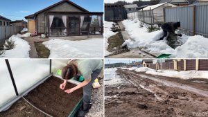 Первые работы на участке/ раскопала можжевельники/ посеяла редиску