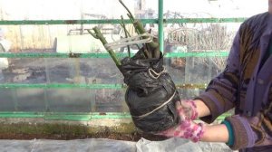 2328.   ВПЛ. 2 апреля.  Растюхи из подвала в теплицу.