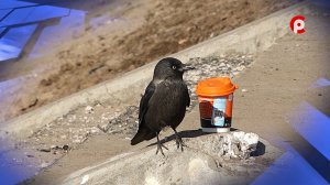 Самый жаркий март в истории наблюдений?