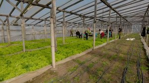 МИР СЕЛЬСКОГО ХОЗЯЙСТВА №96 Теплицы | 24.03.26