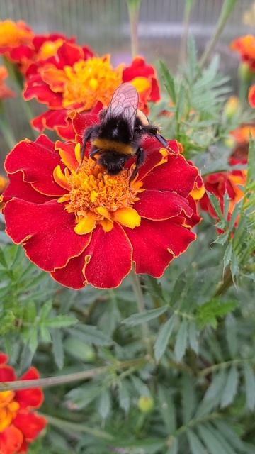 трудяга - шмель