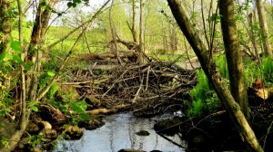 Ещё одна бобровая плотина ( Из архива )