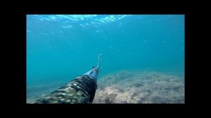 Подводная охота на черном море