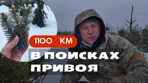 Хвойная прививка 2026•Миссия: найти привой•Печальный опыт с покупкой