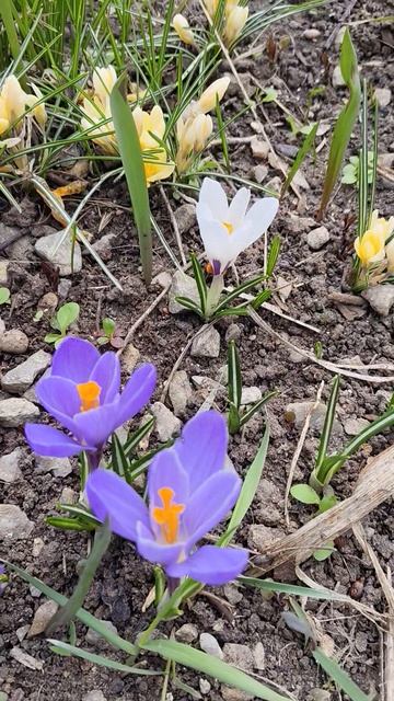 Март первоцветы