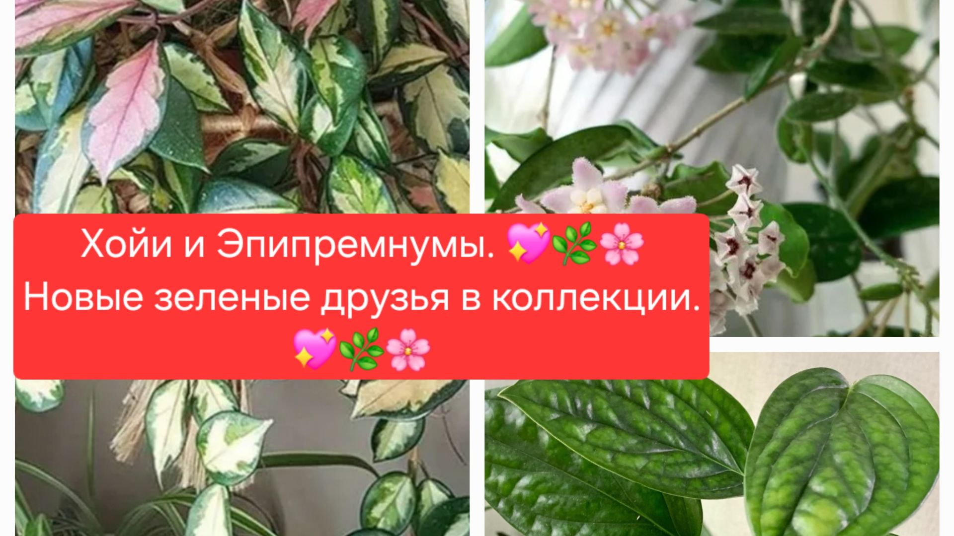 Хойи и Эпипремнумы. 💖🌸 Новые зеленые друзья в коллекции.💖🌸