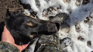В Совином Доле, вечер с питомцами и прогулка по лесу с неожиданным финалом
