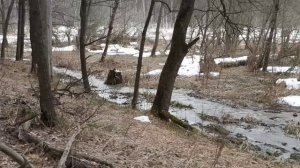 2026/3/26: У разлива Профилакторского ручья в его низовьях в лесу у границы Заречного
