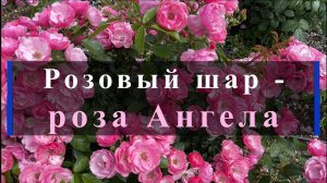 Розовый шар -роза Ангела