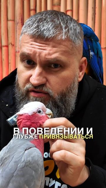 Правда ли что самцы попугаев умнее и лучше разговаривают чем самки? 