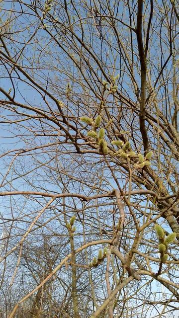 Зелёная верба