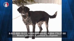 Подопечная Первоуральского Приюта ищет дом!