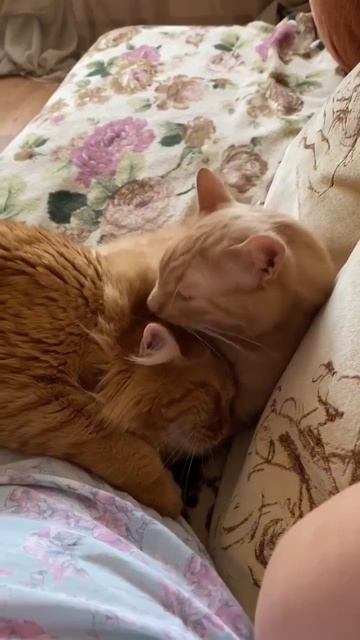 Он помещался на ладошке, а теперь занимает всё сердце! 🥰 Новости от Мича.