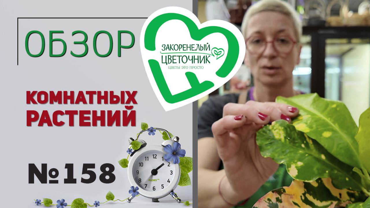 Распаковка растений: сезонные, пальмы, монстеры, редкости, новинки и простые комнатные растения №158