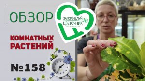 Распаковка растений: сезонные, пальмы, монстеры, редкости, новинки и простые комнатные растения №158