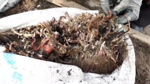 2320.  ВПЛ. Прикоп открываю( 17.03.21 г.) Что я вижу?