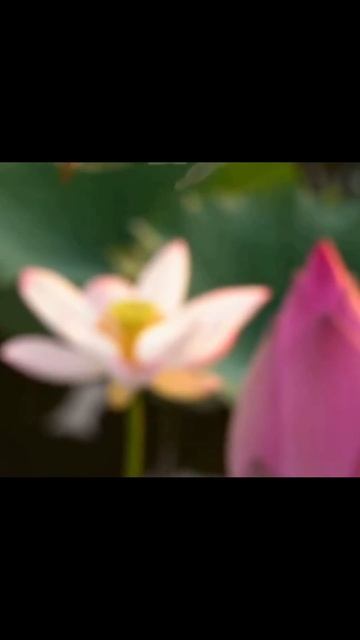 #lake #flowers #nature #beauty #fyp