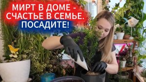Секрет семейного счастья — мирт на подоконнике. Как его вырастить?
