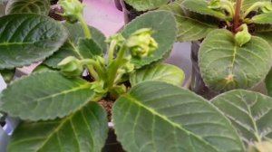 мой стеллаж с глоксиниями 🧚♂🤗райский уголок в квартире 🙏😍