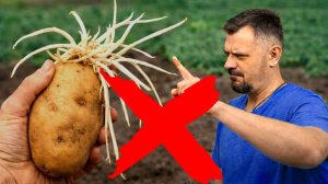 Главные ошибки посадки картофеля делают все