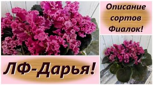 Описание сортов Фиалок! ЛФ-Дарья!