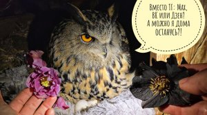 Сова Ёль занята важным делом, а я в темноте цветочки показываю и про интернетские проблемы говорю