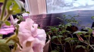 Дни летят, а толку...